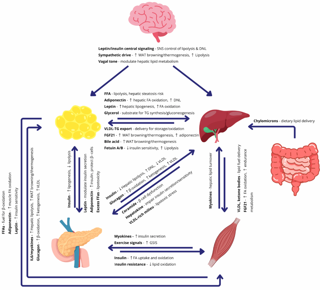 Diagram of inter-organ lipid metabolism showing the brain, adipose tissue, liver, pancreas, muscle, and intestine connected with arrows. Each arrow lists key molecules and signals, such as free fatty acids, insulin, adiponectin, leptin, myokines, VLDL, chylomicrons, and bile acids, highlighting pathways of lipid storage, oxidation, and crosstalk in metabolic regulation.