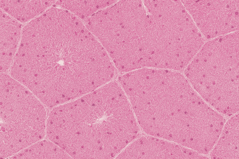 Illustration of histological section of liver lobule with hepatocytes, central vein, and portal areas under H&E staining.