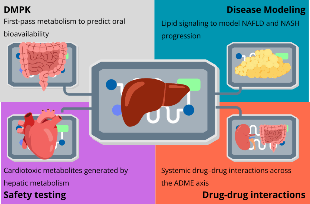 Diagram of liver-on-chip linked to gut, adipose, heart, and kidney models to illustrate DMPK, safety, disease modeling, and drug–drug interaction applications.