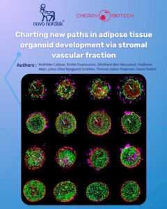 Poster featuring fluorescent microscopy images of human adipose tissue organoids derived from stromal vascular fraction (SVF). The images display spherical 3D organoids with green, red, and magenta fluorescence highlighting different cell populations and extracellular structures. Logos of Novo Nordisk and Cherry Biotech appear at the top, with the title “Charting new paths in adipose tissue organoid development via stromal vascular fraction” and a list of contributing authors.