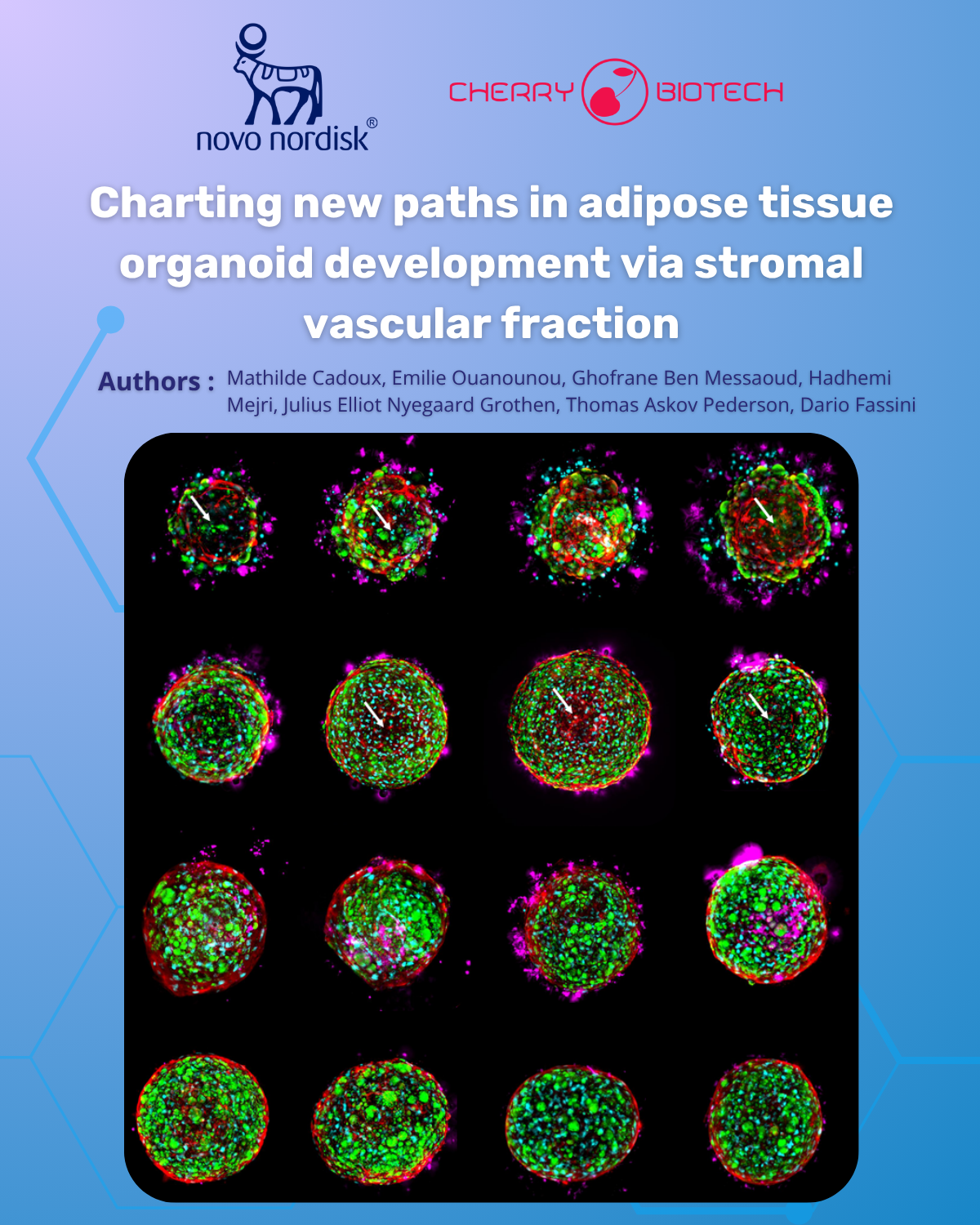 Poster featuring fluorescent microscopy images of human adipose tissue organoids derived from stromal vascular fraction (SVF). The images display spherical 3D organoids with green, red, and magenta fluorescence highlighting different cell populations and extracellular structures. Logos of Novo Nordisk and Cherry Biotech appear at the top, with the title “Charting new paths in adipose tissue organoid development via stromal vascular fraction” and a list of contributing authors.