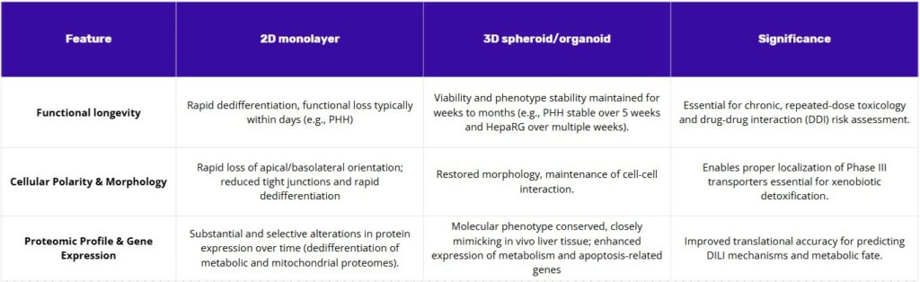 Comparison table of liver cell culture formats: 2D monolayer versus 3D spheroid/organoid. Rows show (1) functional longevity—2D loses function in days, 3D remains stable for weeks–months; (2) cellular polarity & morphology—2D loses polarity and tight junctions, 3D restores morphology and cell–cell interaction enabling Phase III transporter localization; (3) proteomic/gene expression—2D dedifferentiates, 3D conserves in vivo-like phenotype with enhanced metabolic/apoptosis genes. A “Significance” column links these to chronic repeated-dose toxicology and DDI risk assessment and improved DILI prediction.