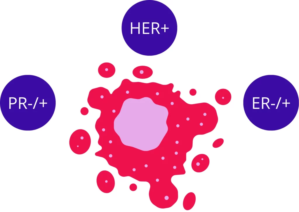 Illustration of a HER2-positive breast cancer cell showing HER2+, ER-/+, and PR-/+ receptor status.