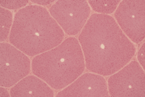 Illustration of human liver tissue showing classical lobule structure with central vein and portal triads, stained with hematoxylin and eosin