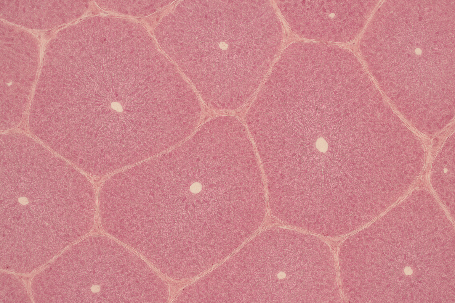 Illustration of human liver tissue showing classical lobule structure with central vein and portal triads, stained with hematoxylin and eosin
