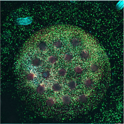 High throughput organoids in a well