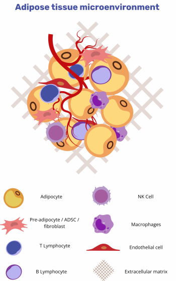 Labeled diagram of the adipose tissue microenvironment showing adipocytes, immune cells, fibroblasts, endothelial cells, and extracellular matrix involved in cancer progression.