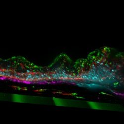 3D Skin model FULLY DIFFERENTIATED VASCULARIZED & IMMUNOCOMPETENT SKIN