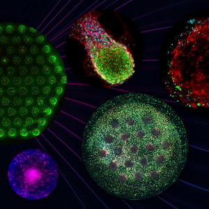 cherry-biotech-3d-in-vitro-organ-models