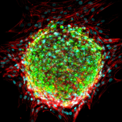 cherry-biotech-adipose-tissue-2