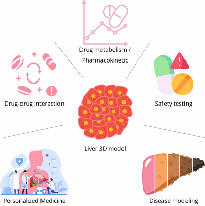 Diagram of a liver 3D organoid model at the center with arrows pointing to five applications: drug metabolism/pharmacokinetics, drug–drug interaction, safety testing, personalized medicine, and disease modeling.