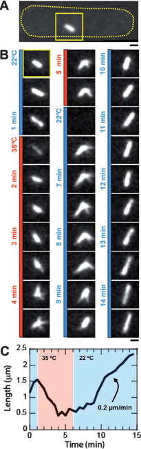 cherrytemp-temperature-control-microscopy-fission-yeast