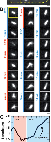 cherrytemp-temperature-control-microscopy-fission-yeast