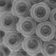 HepatoPlate_carousel_organoids