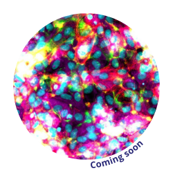 liver-3d-in-vitro-cherrybiotech