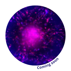 melanoma-cherrybiotech