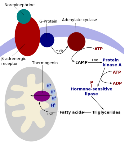 temperature-control-microscopy-metabolism-cellular-livecellimaging